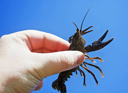 catch crawfish by hand